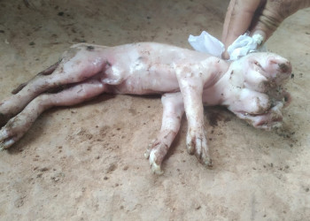 Porco nasce com duas cabeças e assusta moradores de município no Piauí
